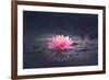 Pink Waterlily or Lotus Flower in Pond-null-Framed Photographic Print