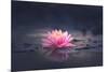 Pink Waterlily or Lotus Flower in Pond-null-Mounted Photographic Print