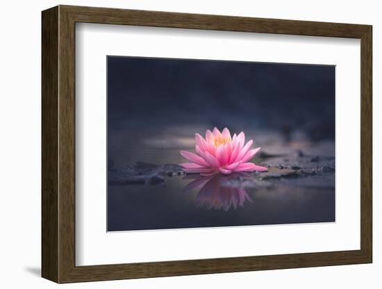 Pink Waterlily or Lotus Flower in Pond-null-Framed Photographic Print