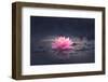 Pink Waterlily or Lotus Flower in Pond-null-Framed Photographic Print