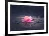 Pink Waterlily or Lotus Flower in Pond-null-Framed Photographic Print