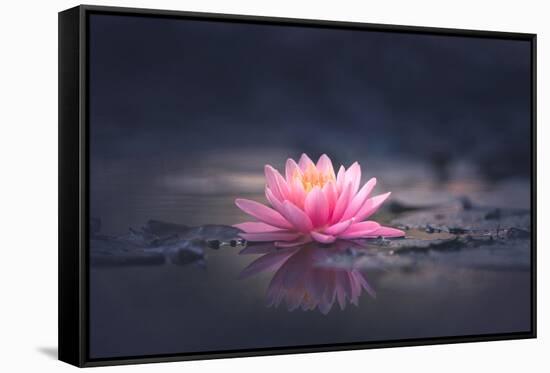 Pink Waterlily or Lotus Flower in Pond-null-Framed Stretched Canvas