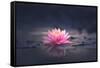Pink Waterlily or Lotus Flower in Pond-null-Framed Stretched Canvas