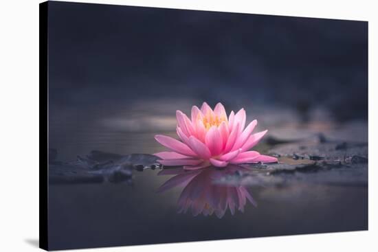 Pink Waterlily or Lotus Flower in Pond-null-Stretched Canvas