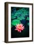 Pink Waterlily-null-Framed Art Print