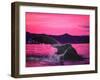 Pink Whale-Megan Aroon Duncanson-Framed Art Print