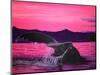 Pink Whale-Megan Aroon Duncanson-Mounted Art Print