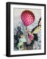 Pink Yellow Cactus I-Irena Orlov-Framed Photographic Print