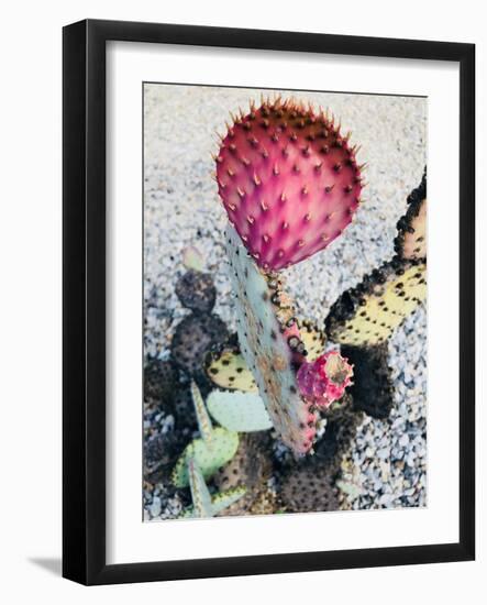 Pink Yellow Cactus I-Irena Orlov-Framed Photographic Print