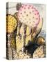 Pink Yellow Cactus II-Irena Orlov-Stretched Canvas