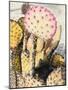 Pink Yellow Cactus II-Irena Orlov-Mounted Photographic Print