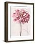 Pink Zinnia I-Christine Zalewski-Framed Art Print