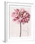 Pink Zinnia I-Christine Zalewski-Framed Art Print