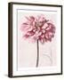 Pink Zinnia I-Christine Zalewski-Framed Art Print