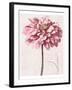 Pink Zinnia I-Christine Zalewski-Framed Art Print