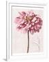 Pink Zinnia I-Christine Zalewski-Framed Art Print