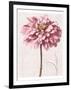 Pink Zinnia I-Christine Zalewski-Framed Art Print