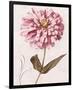 Pink Zinnia II-Christine Zalewski-Framed Premium Giclee Print