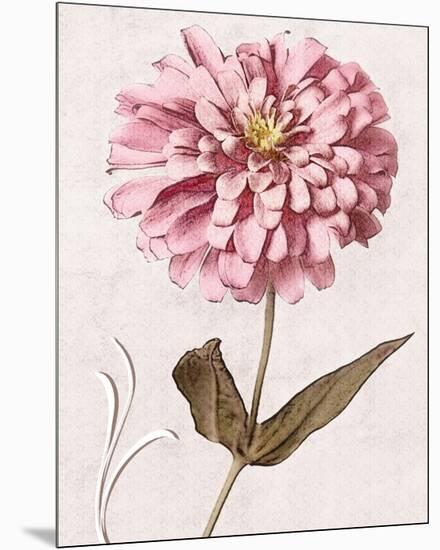 Pink Zinnia II-Christine Zalewski-Mounted Premium Giclee Print