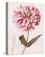 Pink Zinnia II-Christine Zalewski-Stretched Canvas