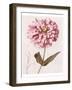 Pink Zinnia II-Christine Zalewski-Framed Art Print