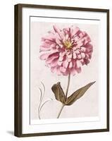 Pink Zinnia II-Christine Zalewski-Framed Art Print