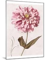 Pink Zinnia II-Christine Zalewski-Mounted Art Print