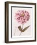 Pink Zinnia II-Christine Zalewski-Framed Art Print