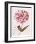 Pink Zinnia II-Christine Zalewski-Framed Art Print