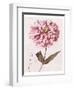 Pink Zinnia II-Christine Zalewski-Framed Art Print