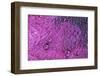 Pink Zinnia reflection in dew drops-Darrell Gulin-Framed Photographic Print