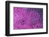 Pink Zinnia reflection in dew drops-Darrell Gulin-Framed Photographic Print