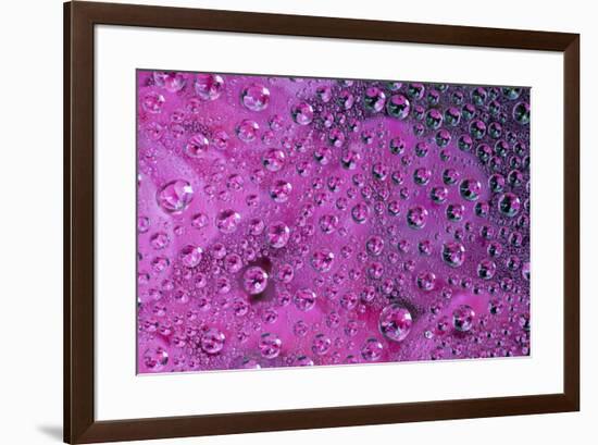 Pink Zinnia reflection in dew drops-Darrell Gulin-Framed Photographic Print