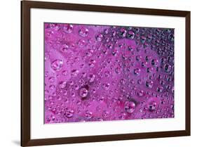 Pink Zinnia reflection in dew drops-Darrell Gulin-Framed Photographic Print