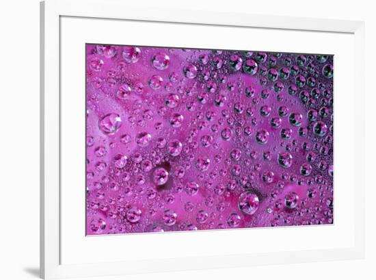 Pink Zinnia reflection in dew drops-Darrell Gulin-Framed Photographic Print