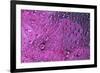 Pink Zinnia reflection in dew drops-Darrell Gulin-Framed Photographic Print