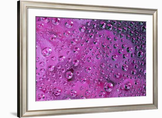 Pink Zinnia reflection in dew drops-Darrell Gulin-Framed Photographic Print