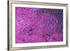 Pink Zinnia reflection in dew drops-Darrell Gulin-Framed Photographic Print