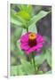 Pink Zinnia, Usa-Lisa S. Engelbrecht-Framed Photographic Print