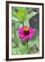 Pink Zinnia, Usa-Lisa S. Engelbrecht-Framed Photographic Print