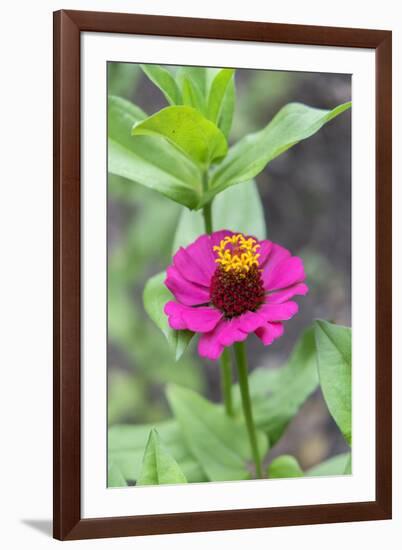 Pink Zinnia, Usa-Lisa S. Engelbrecht-Framed Photographic Print