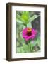 Pink Zinnia, Usa-Lisa S. Engelbrecht-Framed Photographic Print