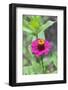 Pink Zinnia, Usa-Lisa S. Engelbrecht-Framed Photographic Print