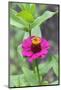 Pink Zinnia, Usa-Lisa S. Engelbrecht-Mounted Photographic Print