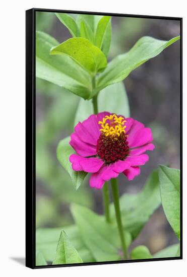 Pink Zinnia, Usa-Lisa S. Engelbrecht-Framed Stretched Canvas