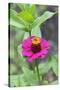 Pink Zinnia, Usa-Lisa S. Engelbrecht-Stretched Canvas