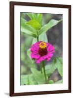 Pink Zinnia, Usa-Lisa S. Engelbrecht-Framed Premium Photographic Print