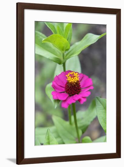 Pink Zinnia, Usa-Lisa S. Engelbrecht-Framed Premium Photographic Print