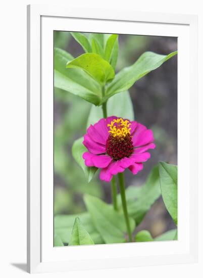 Pink Zinnia, Usa-Lisa S. Engelbrecht-Framed Premium Photographic Print