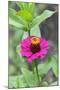 Pink Zinnia, Usa-Lisa S. Engelbrecht-Mounted Premium Photographic Print